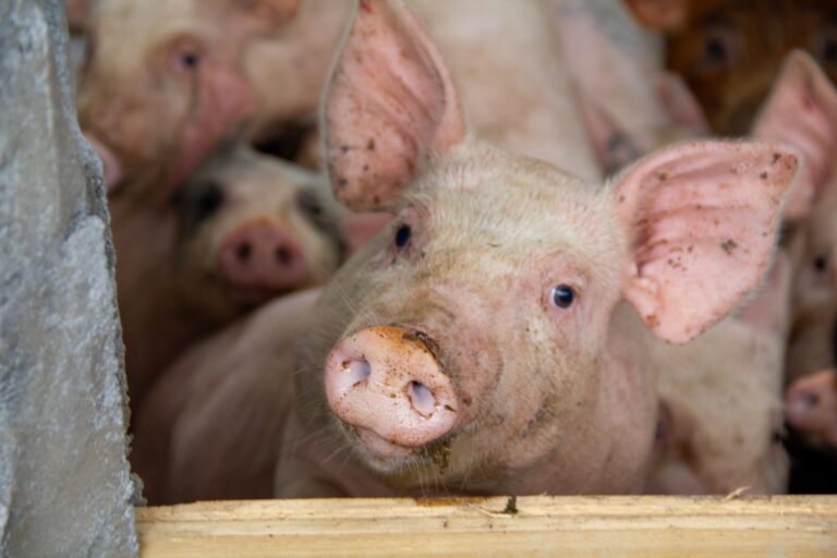 United Therapeutics Announces First Transplant in EXPAND Clinical Trial of UKidney in Patients With End-Stage Renal Disease