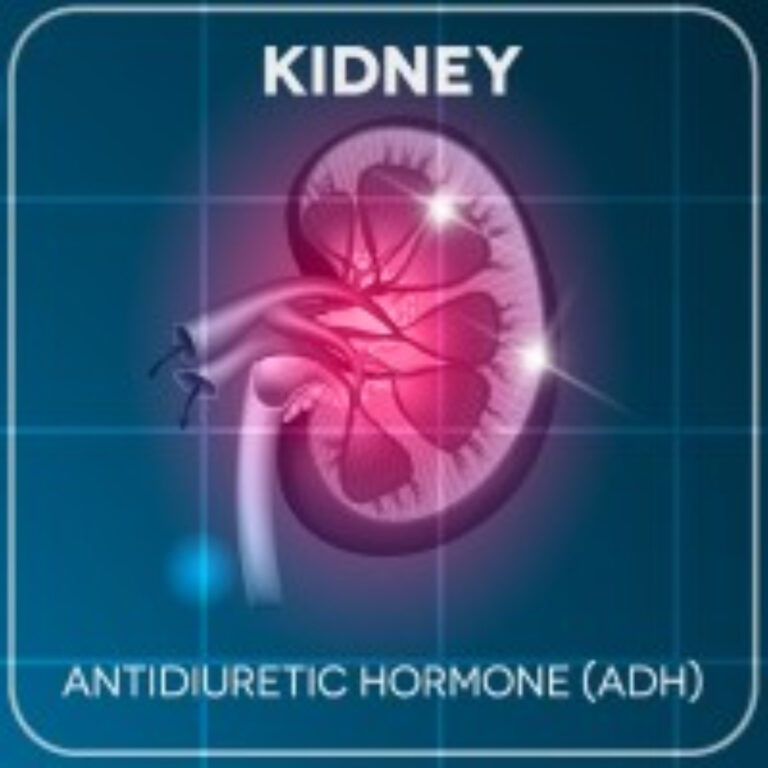 First human transplant of kidney modified to have ‘universal’ blood type