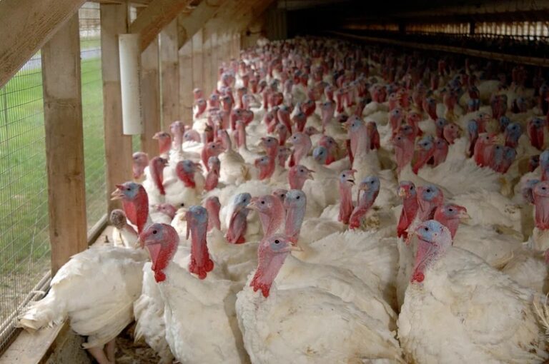 Over 400,000 turkeys euthanized in South Dakota due to bird flu