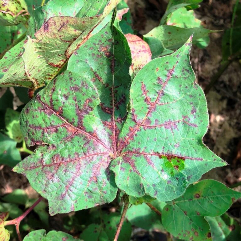 Study Finds Cotton Virus Circulated Undetected for Nearly 20 years