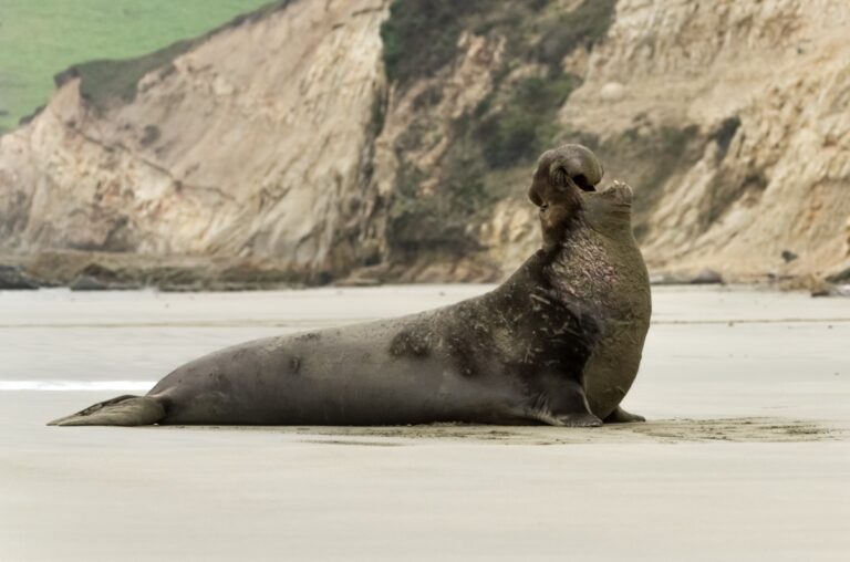 Elephant seal colony declines one year after avian flu outbreak
