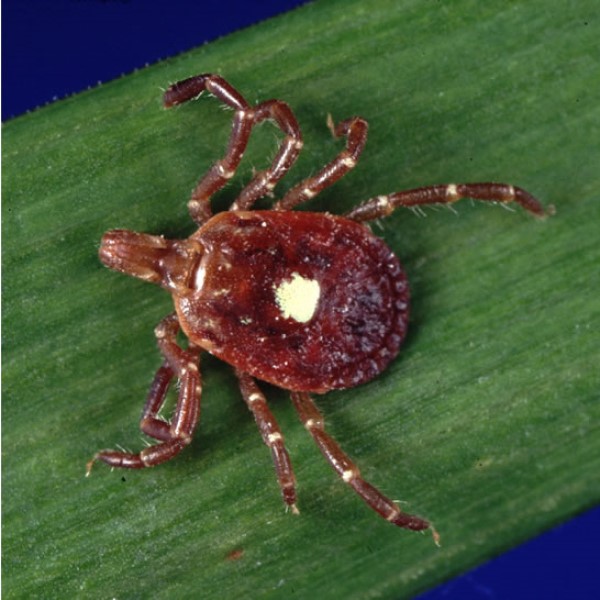 VCU researchers find explosive rise in tick-linked meat allergy across the U.S.