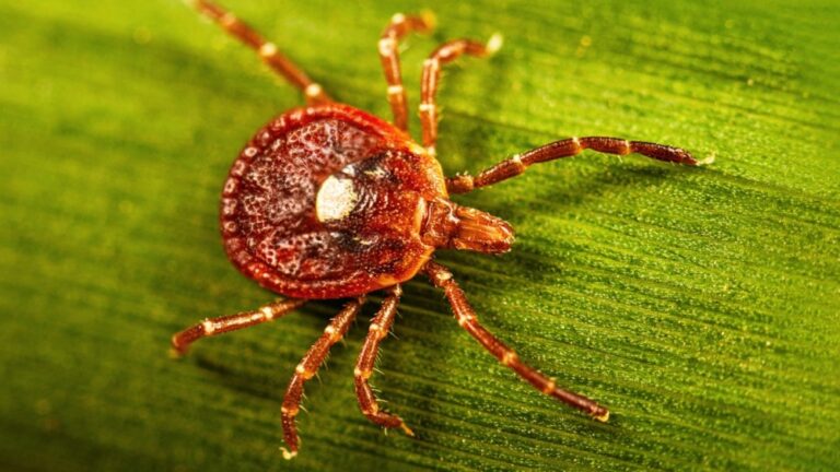 New Jersey man’s death first one to be tied to tick-related meat allergy