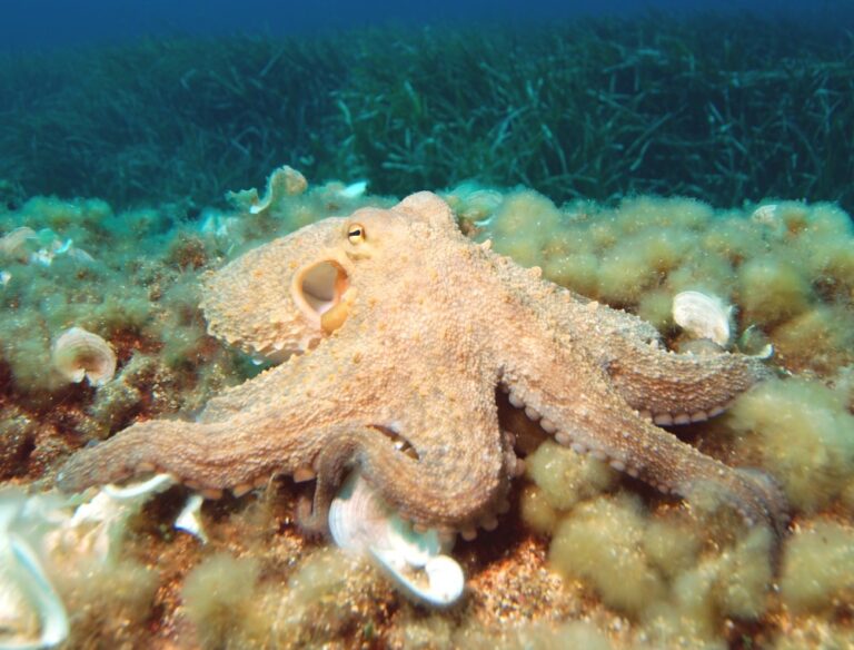 Scientists Replicate Pigment Behind Octopus Camouflage