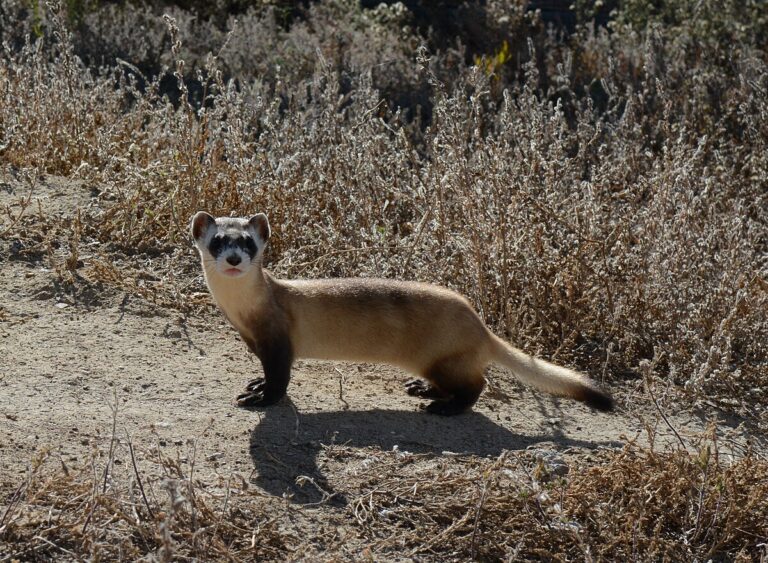Cloned Black-footed Ferret Kits Offer Hope for the Species