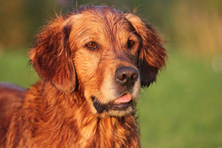 FDA Grants Full Approval of First Oral Treatment for Lymphoma in Dogs