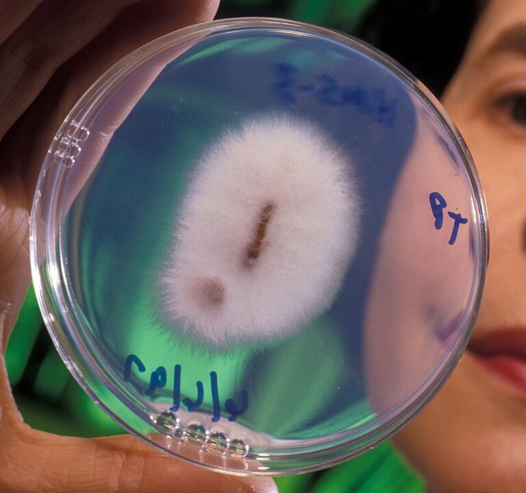 New Spring Wheat Germplasm Promises to Reduce Economic Losses Caused by Fusarium