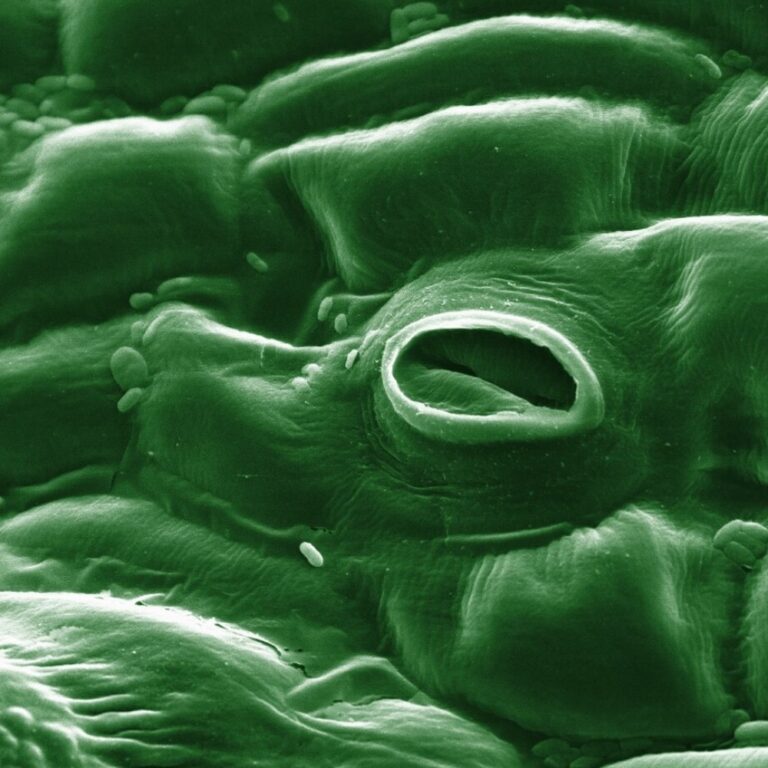 New “Stomata in-sight” system allows scientists to watch plants breathe in real-time