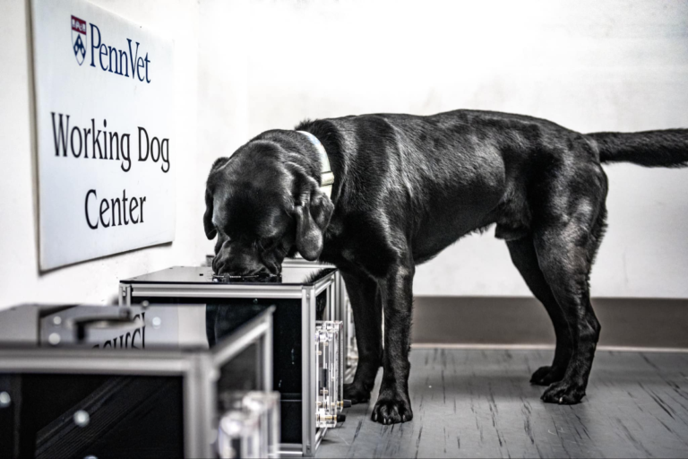 Sniffing out cancer: Trained dogs can detect hemangiosarcoma by scent