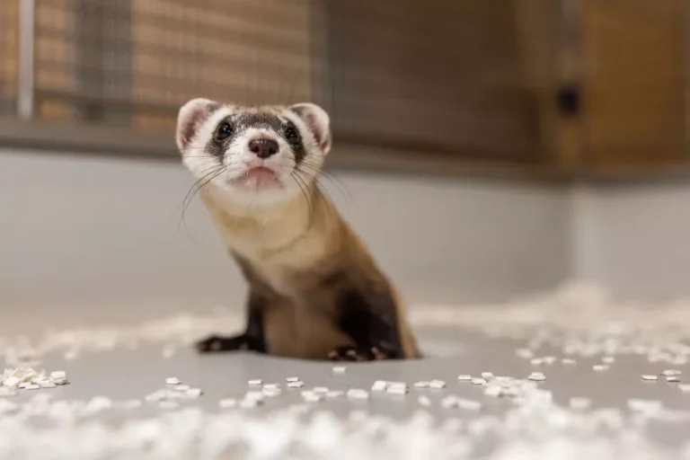 U.S. Fish and Wildlife Service and Partners Announce Innovative Cloning Advancements for Black-footed Ferret Conservation