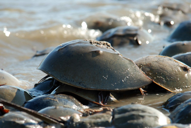 Horseshoe Crabs Break Free from Biomedical Testing