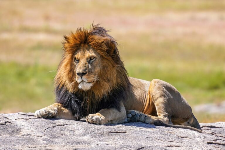 in World first Lion DNA forensics secures historic conviction in Zimbabwe