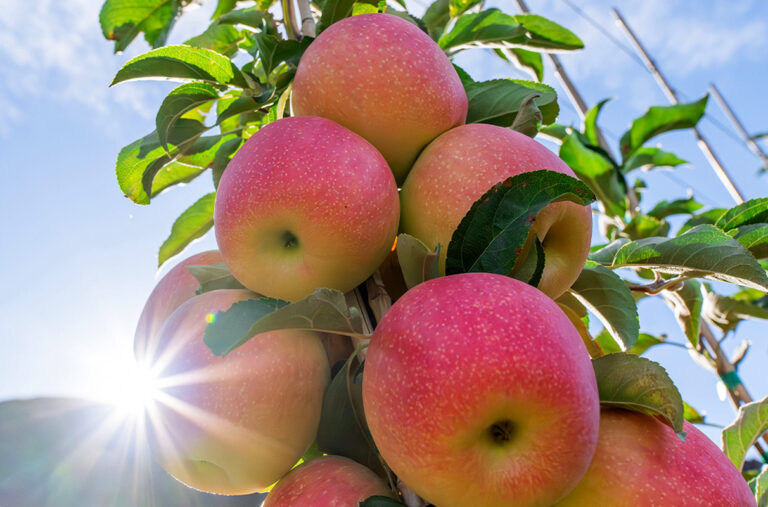 Sunflare chosen as name for WSU’s colorful next apple