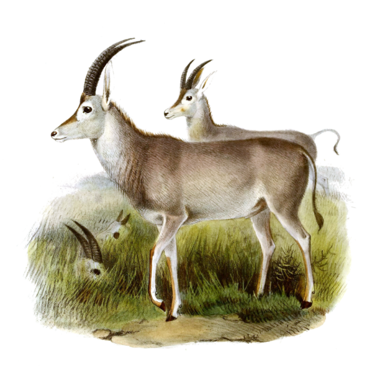 Colossal Biosciences Is Working to Bring Back the Bluebuck, an Antelope Hunted to Extinction in 1800