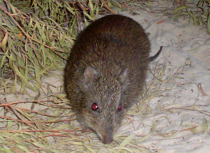 study Uses DNA from Scat to help conserve the world’s rarest marsupial