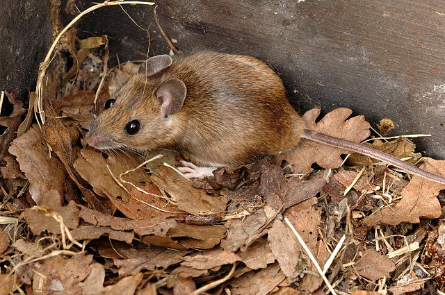 Korean Hemerologic fever was isolated near Hantan river in South Korea