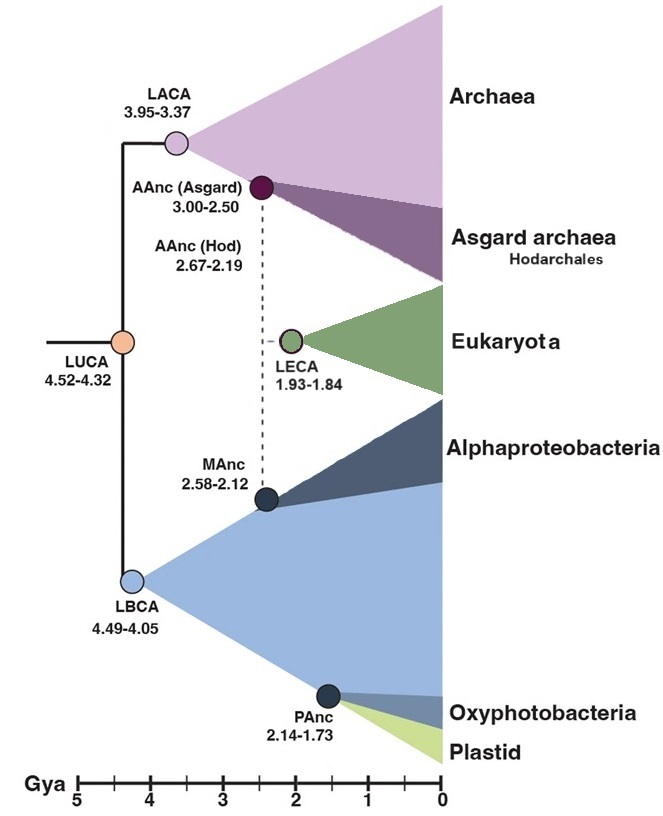 Scientists Map Proteins From Billion-Year-Old Organism and Discover New Links to Rare Diseases