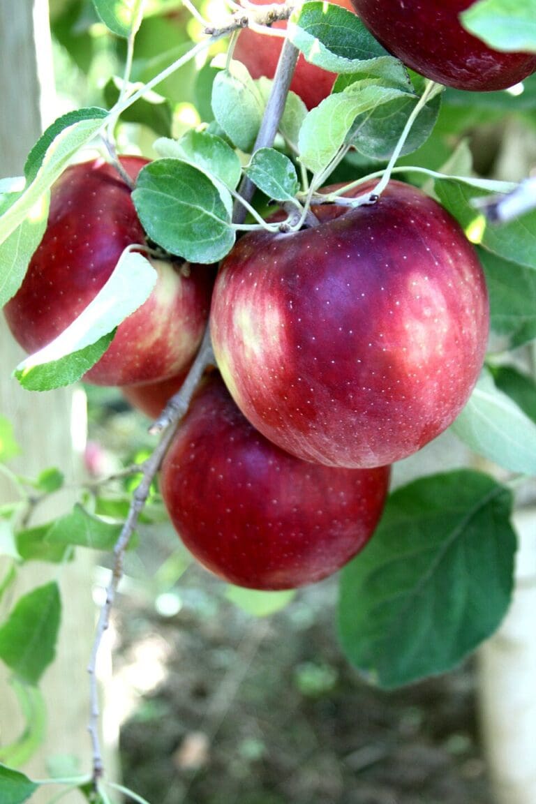 Cosmic Crisp will remain only grown in Washington until 2032