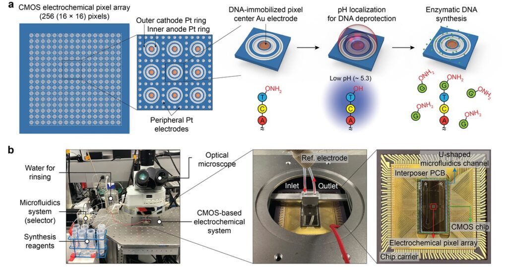 Harvard-led team Makes DNA on a Semiconductor Chip - LifeScienceHistory.com