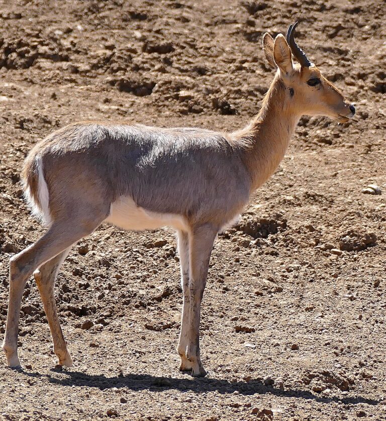 50,000-year-old DNA from South African antelope rewrites limits of ancient DNA preservation