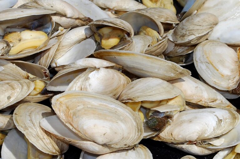 Contagious Cancer Likely Crossed an Ocean, Triggering Severe Outbreak in Pacific Northwest Clams