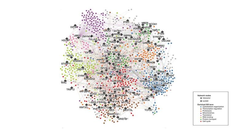 Largest Molecular Map of Autism Opens Path to Precision Therapies