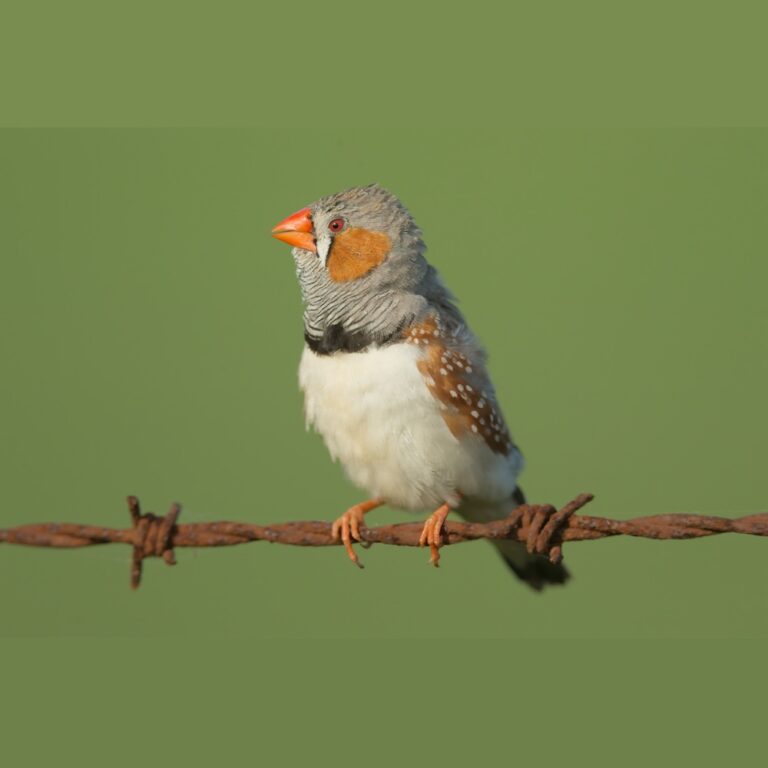 First complete songbird genome reveals hidden biology