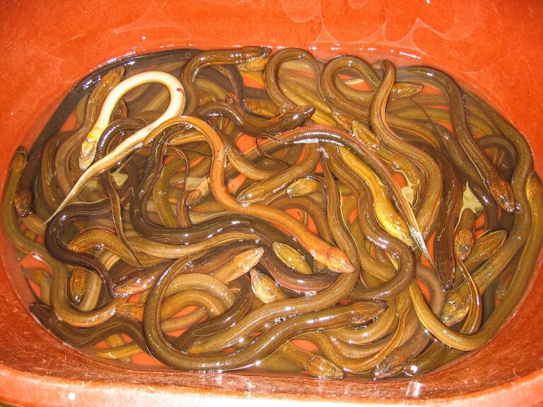 Researchers create DNA detection tool to stop spread of invasive Asian swamp eels, and bullseye snakeheads