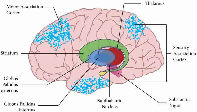 Atlas of the brain’s striatum could guide researchers to new drug treatments