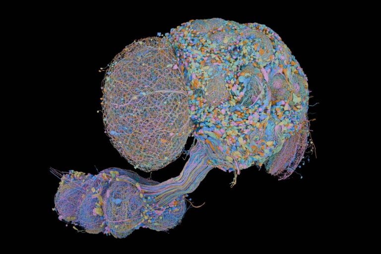 Scientists Complete Full Map of the Fruit Fly Central Nervous System