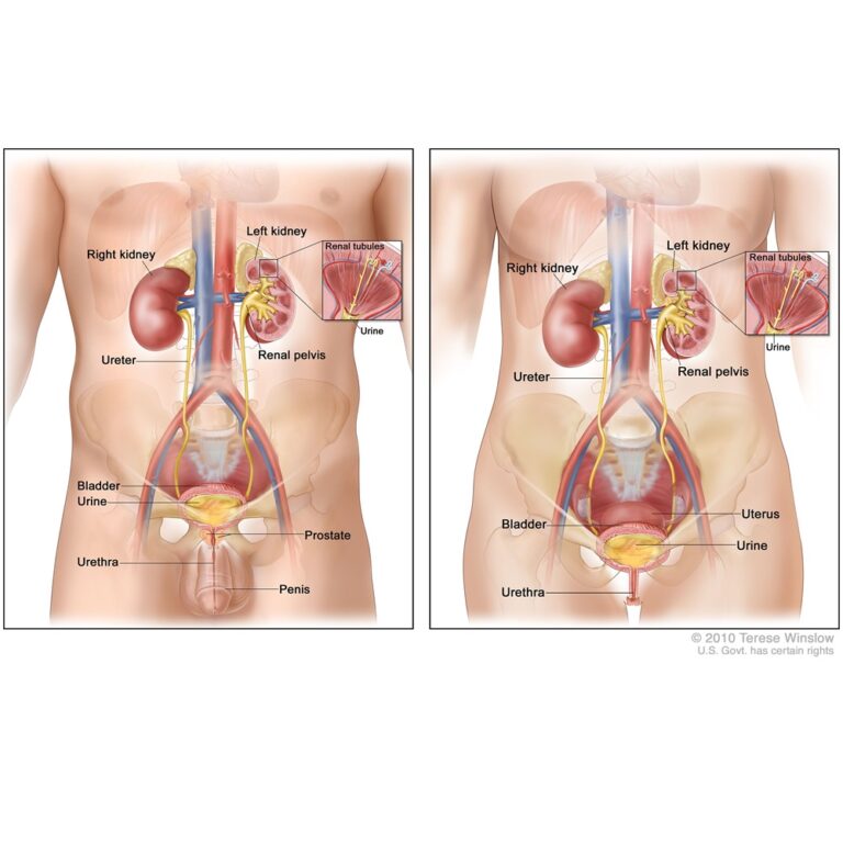New urine test could improve bladder cancer diagnosis