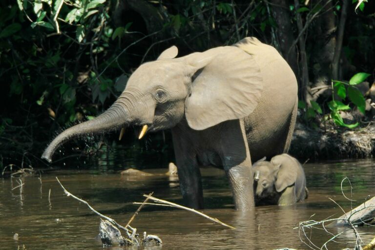 Uganda opens state of the art wildlife and timber forensics laboratory to strengthen fight against crime